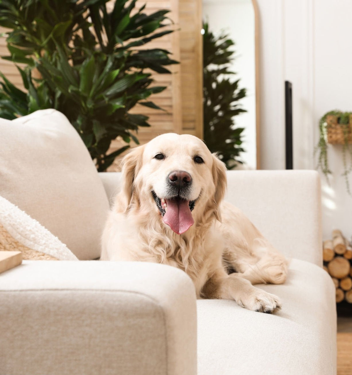 Tejido Vissuto pet-friendly: golden retriever tumbado en sofá blanco de tela resistente a mascotas